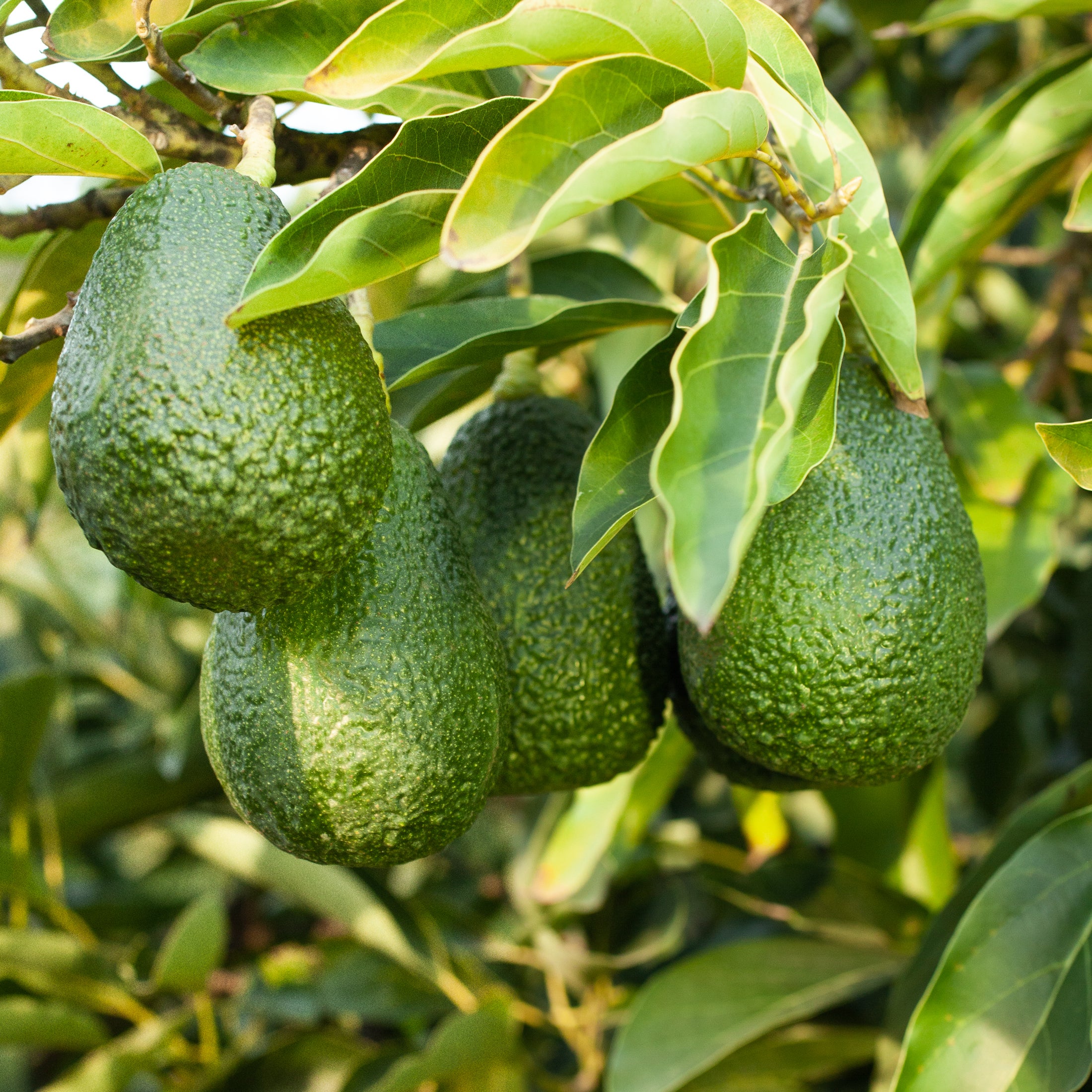 Lamb Hass Organic Avocado | Rancho Vasquez 1703 Ranch Rd. Azusa